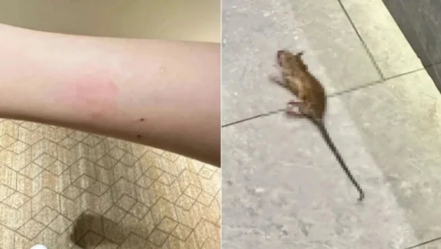 全季酒店南昌店夜半鼠咬客，5000元“封口”赔偿遭拒