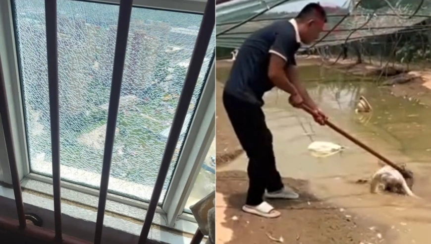 【高温红色预警】河南多地超40℃，玻璃“热炸”、水塘鹅死