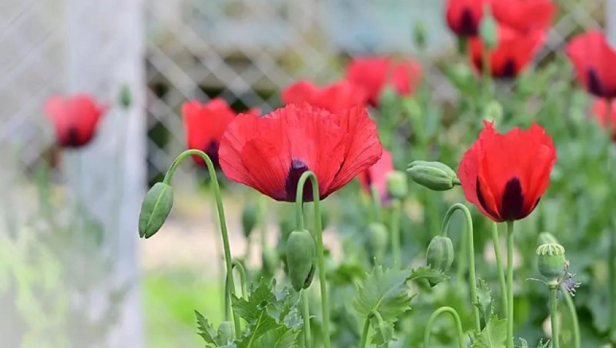 湖北兴山七旬老人种植4058株罂粟被判有期徒刑二年缓刑三年