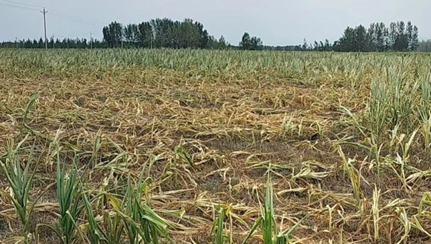 河南旱情严重，驻马店庄稼地告急，农民抗旱行动艰难