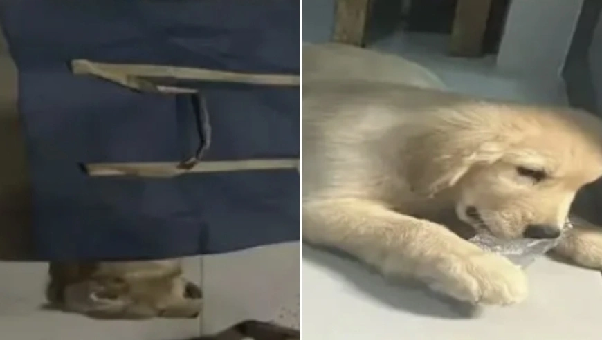 广西崇左碧桂园小区现高空抛食，多条小狗误食死亡