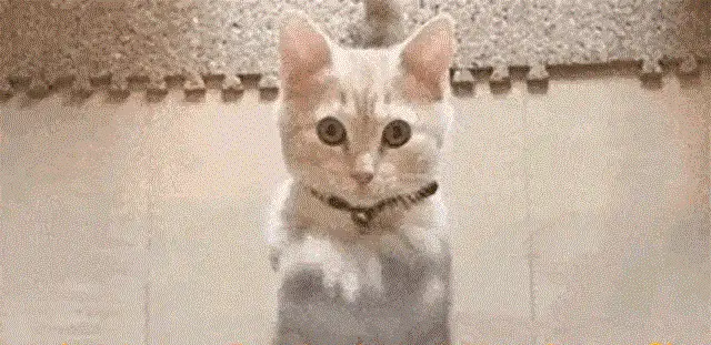 欧阳夏丹还在央视吗_央视主持人收入_龙洋真实生活