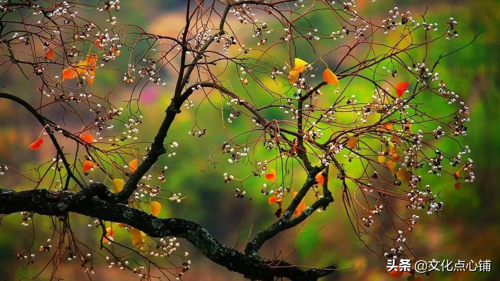 乌夜啼的肉在哪章_李煜乌夜啼 秋雨 诗词情感